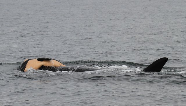 Una madre orca en duelo lleva encima a su cría muerta durante 17 días