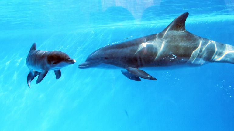 Lo que aprendí sobre apoyo a la lactancia observando a los delfines
